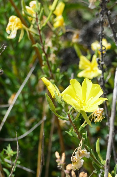 SanDiego062411-4450.jpg - Buena Vista Audubon Nature Center