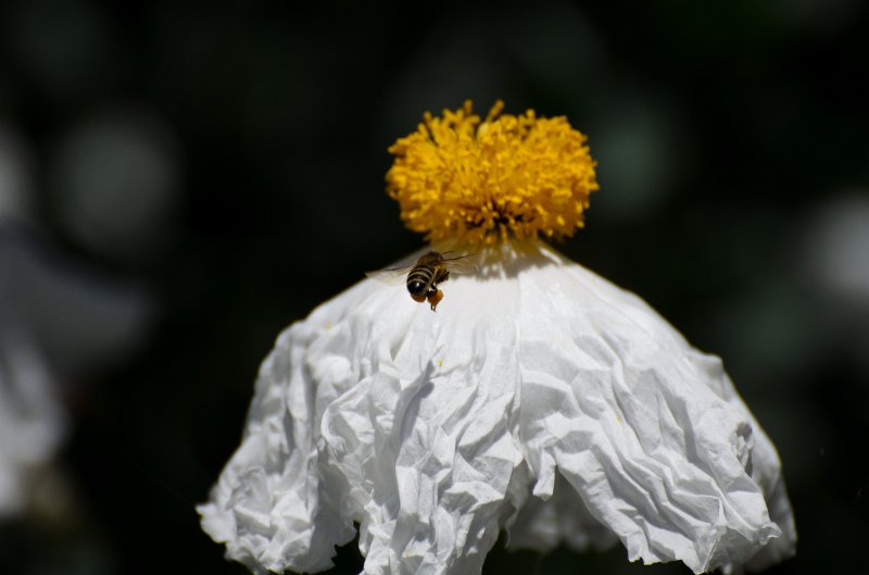 SanDiego062411-4482.jpg - Buena Vista Audubon Nature Center