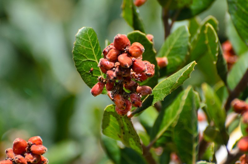 SanDiego062411-4503.jpg - Buena Vista Audubon Nature Center