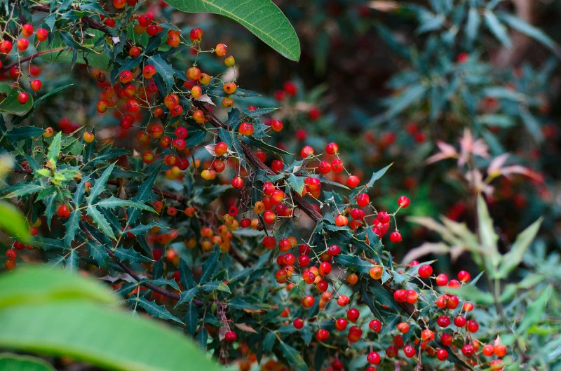 SanDiego062411-4510.jpg - Buena Vista Audubon Nature Center