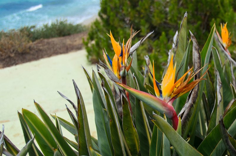 SanDiego062411-4548.jpg - Bird of Paradise, Pacific Coast in background