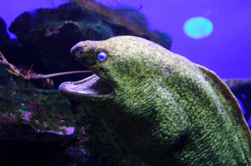 SanDiego062411-4664.jpg - Moray Eel, Birch Aquarium