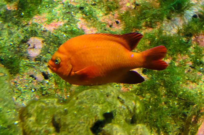 SanDiego062411-4669.jpg - Garibaldi Fish