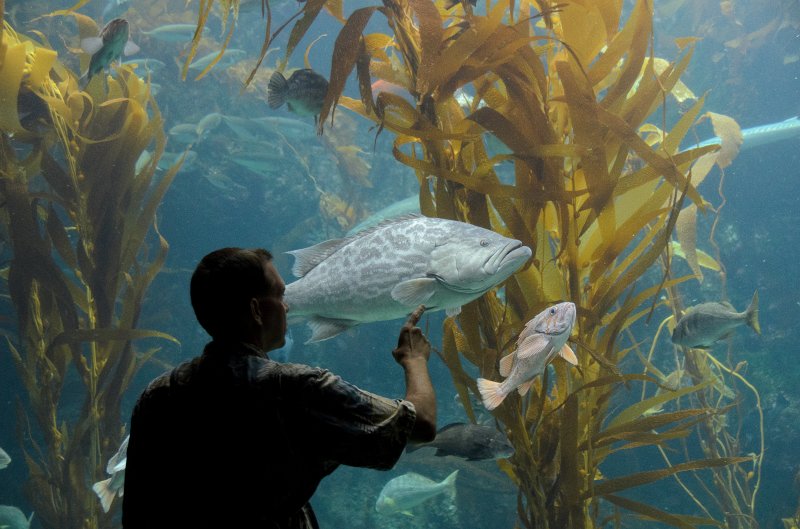 SanDiego062411-4675.jpg - Kelp Forest Tank, Birch Aquarium
