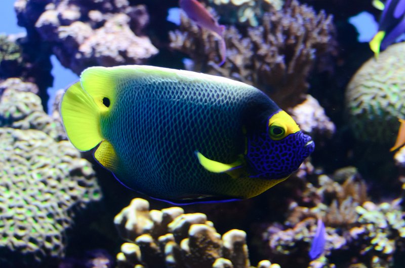 SanDiego062411-4694.jpg - Birch Aquarium