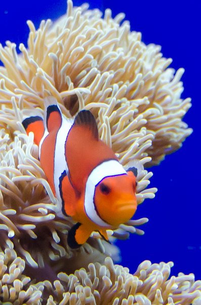 SanDiego062411-4714.jpg - Clown Fish in the Hall of Fishes, Birch Aquarium
