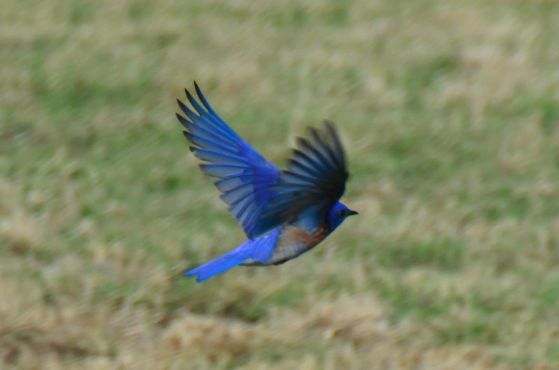 SanDiego062411-4779.jpg - Western Bluebird at Mission San Luis Rey,  Oceanside CA