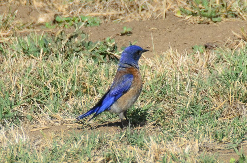 SanDiego062411-4800.jpg - Western Bluebird at Mission San Luis Rey,  Oceanside CA