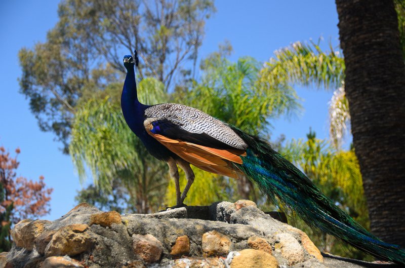 SanDiego062411-4930.jpg - Leo Carrillo Ranch Historic Park