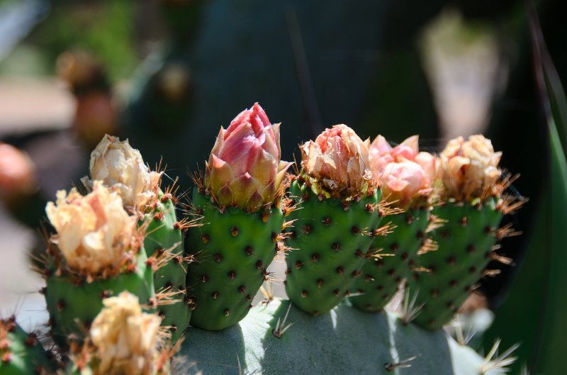 SanDiego062411-4941.jpg - Leo Carrillo Ranch Historic Park