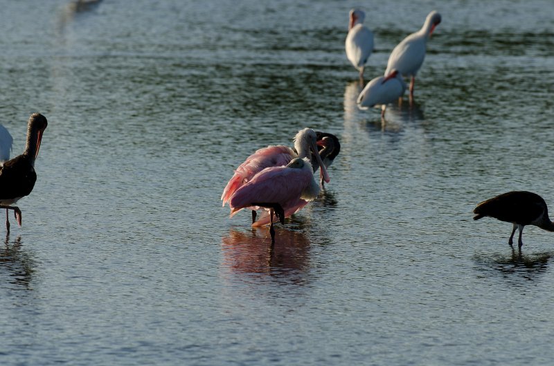 Captiva101812-3801.jpg - Ding Darling Wildlife Drive