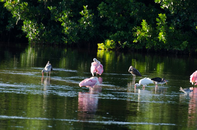 Captiva101812-3804.jpg - Ding Darling Wildlife Drive