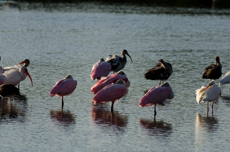 Captiva101812-3805.jpg - Ding Darling Wildlife Drive