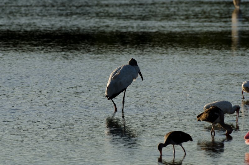 Captiva101812-3808.jpg - Ding Darling Wildlife Drive