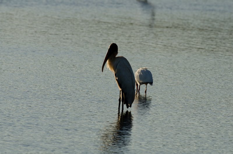 Captiva101812-3811.jpg - Ding Darling Wildlife Drive