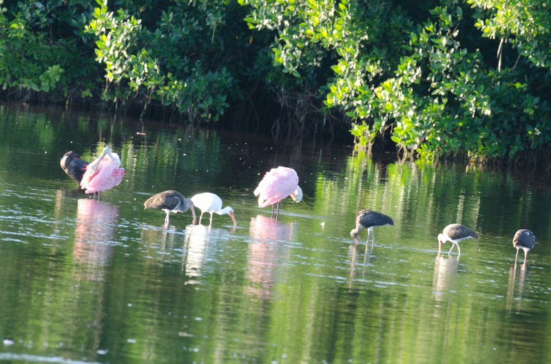 Captiva101812-3818.jpg - Ding Darling Wildlife Drive