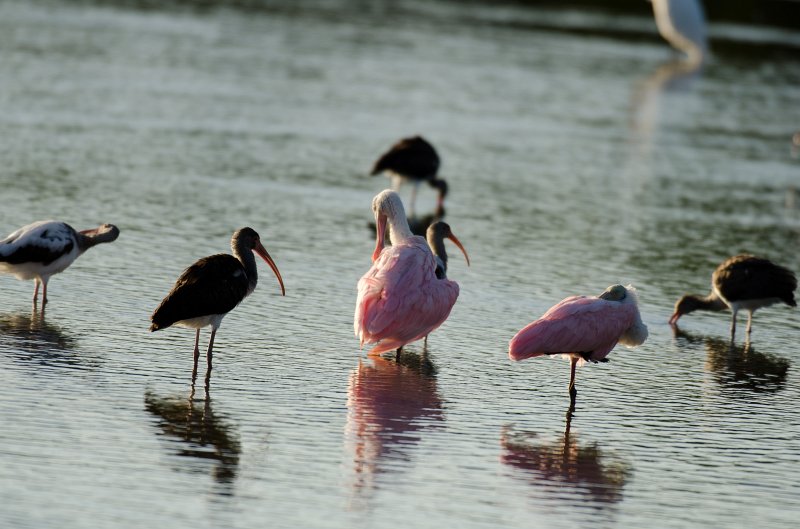 Captiva101812-3827.jpg - Ding Darling Wildlife Drive