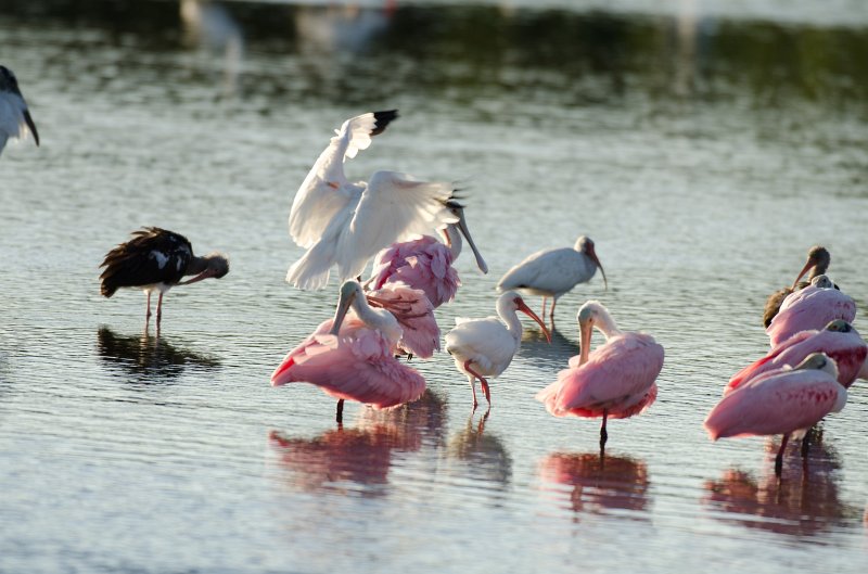 Captiva101812-3834.jpg - Ding Darling Wildlife Drive