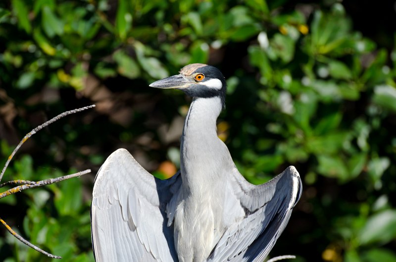 Captiva101812-4034.jpg - Ding Darling Wildlife Drive