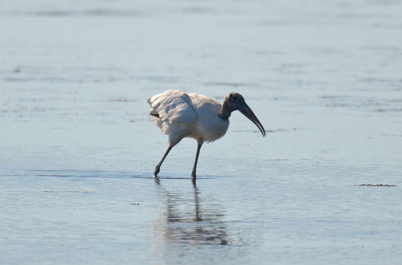 Captiva101812-4081.jpg - Ding Darling Wildlife Drive