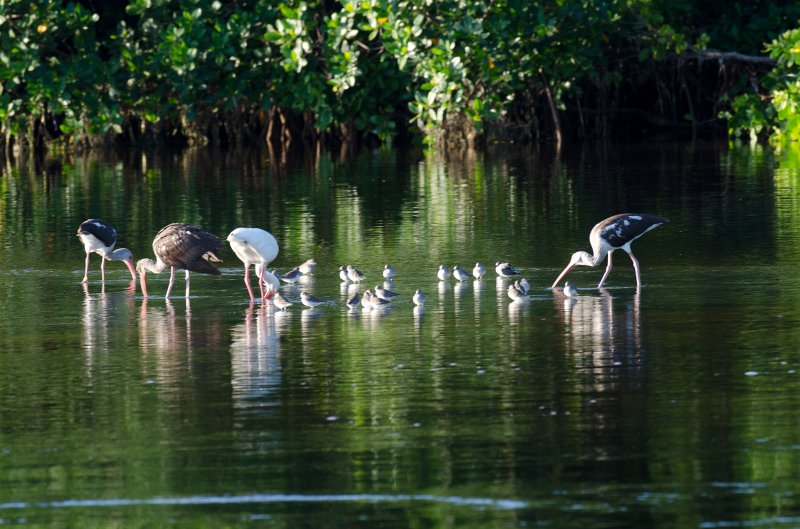 Captiva101812-3807.jpg - Ding Darling Wildlife Drive