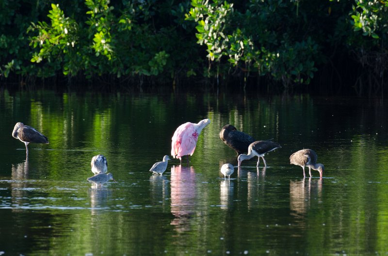 Captiva101812-3809.jpg - Ding Darling Wildlife Drive