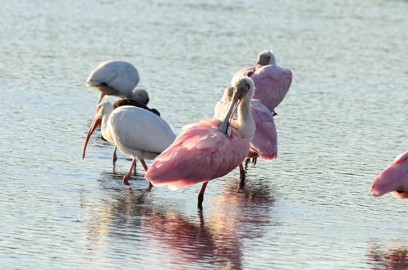 Captiva101812-3813.jpg - Ding Darling Wildlife Drive