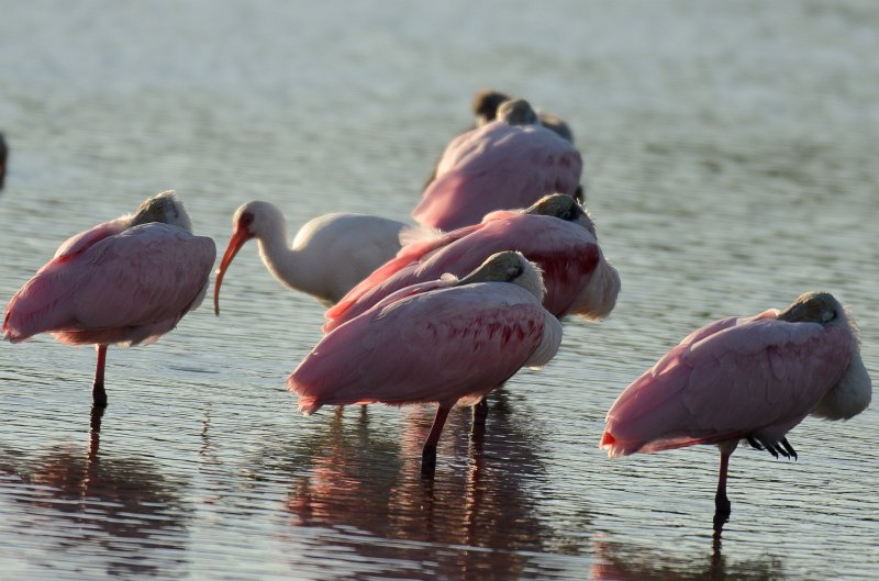 Captiva101812-3826.jpg - Ding Darling Wildlife Drive