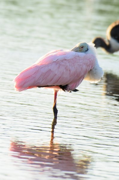 Captiva101812-3832.jpg - Ding Darling Wildlife Drive