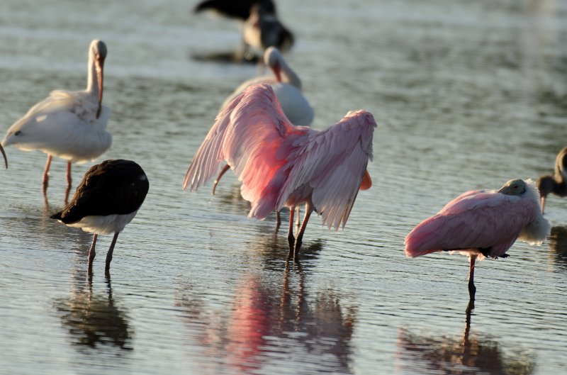 Captiva101812-3838.jpg - Ding Darling Wildlife Drive