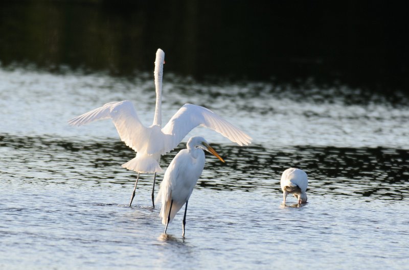 Captiva101812-3841.jpg - Ding Darling Wildlife Drive