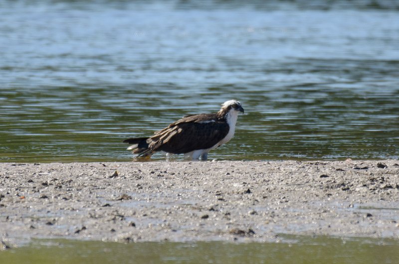 Captiva101812-4006.jpg - Ding Darling Wildlife Drive