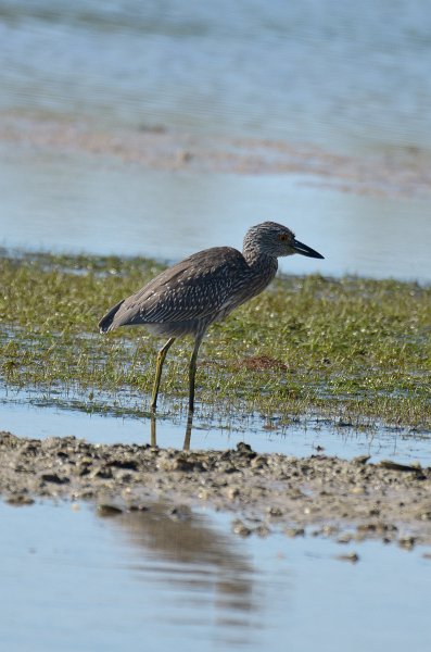 Captiva101812-4014.jpg - Ding Darling Wildlife Drive