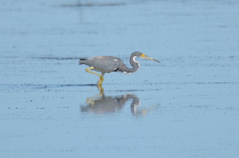 Captiva101812-4069.jpg - Ding Darling Wildlife Drive