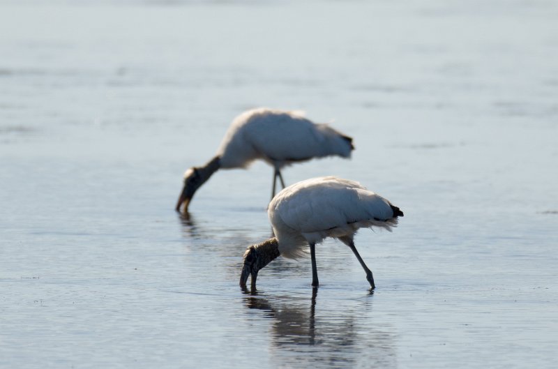 Captiva101812-4083.jpg - Ding Darling Wildlife Drive