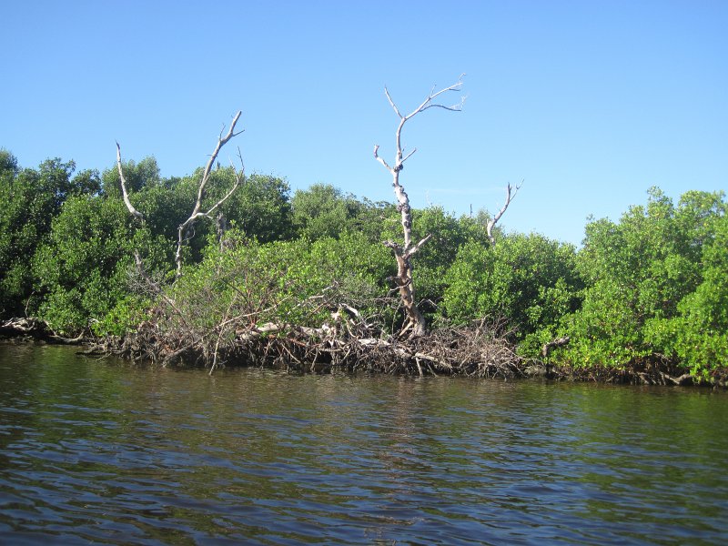 Captiva101812-4638.jpg - Kayak from McCarthy Marina, Captiva,  around Buck Key in Pine Island Sound