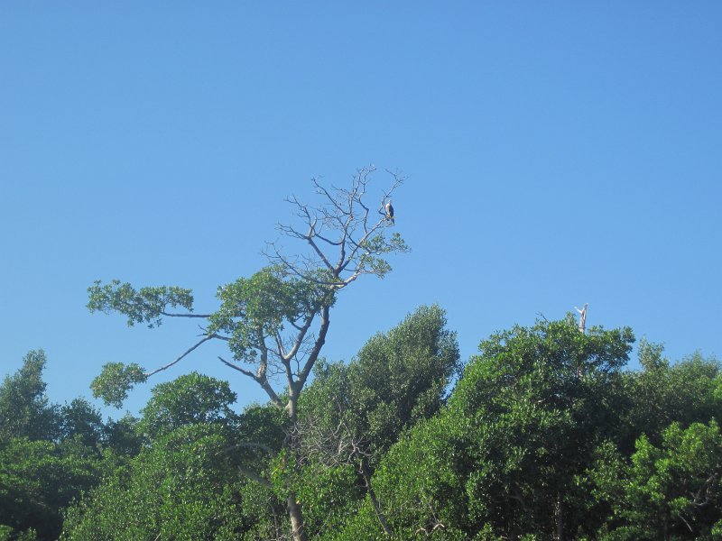 Captiva101812-4639.jpg - Kayak from McCarthy Marina, Captiva,  around Buck Key in Pine Island Sound