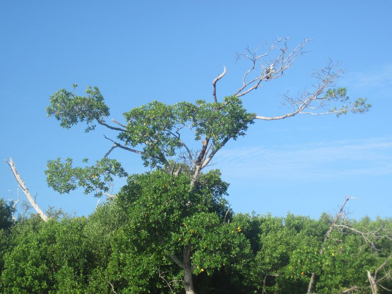 Captiva101812-4640.jpg - Kayak from McCarthy Marina, Captiva,  around Buck Key in Pine Island Sound