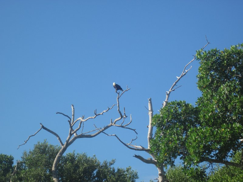 Captiva101812-4643.jpg - Kayak from McCarthy Marina, Captiva,  around Buck Key in Pine Island Sound