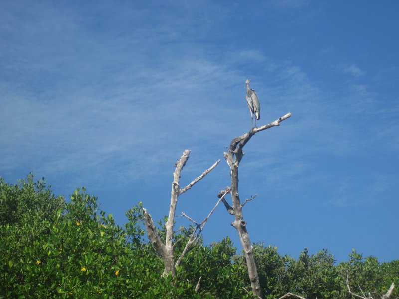 Captiva101812-4658.jpg - Kayak from McCarthy Marina, Captiva,  around Buck Key in Pine Island Sound