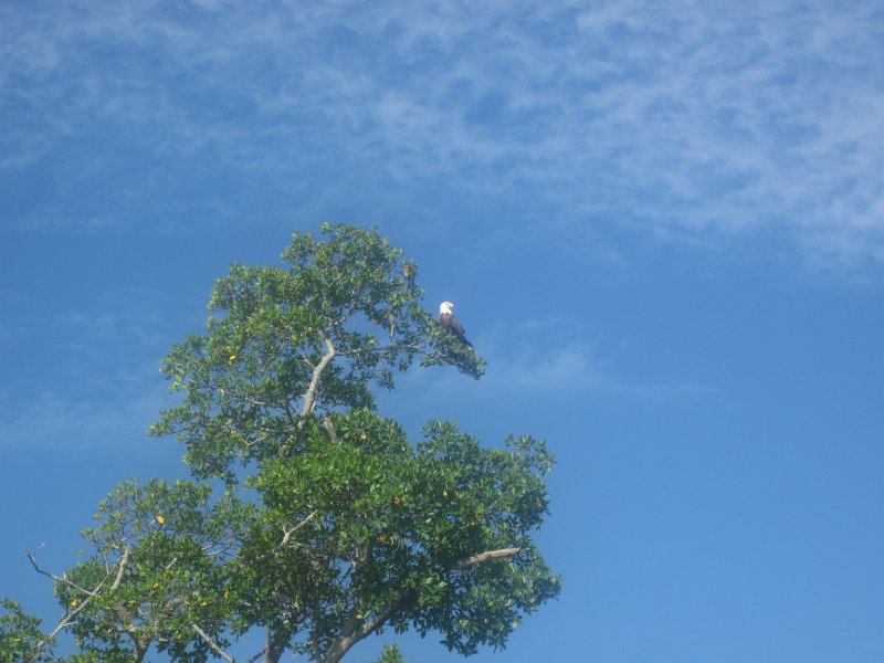 Captiva101812-4667.jpg - Kayak from McCarthy Marina, Captiva,  around Buck Key in Pine Island Sound