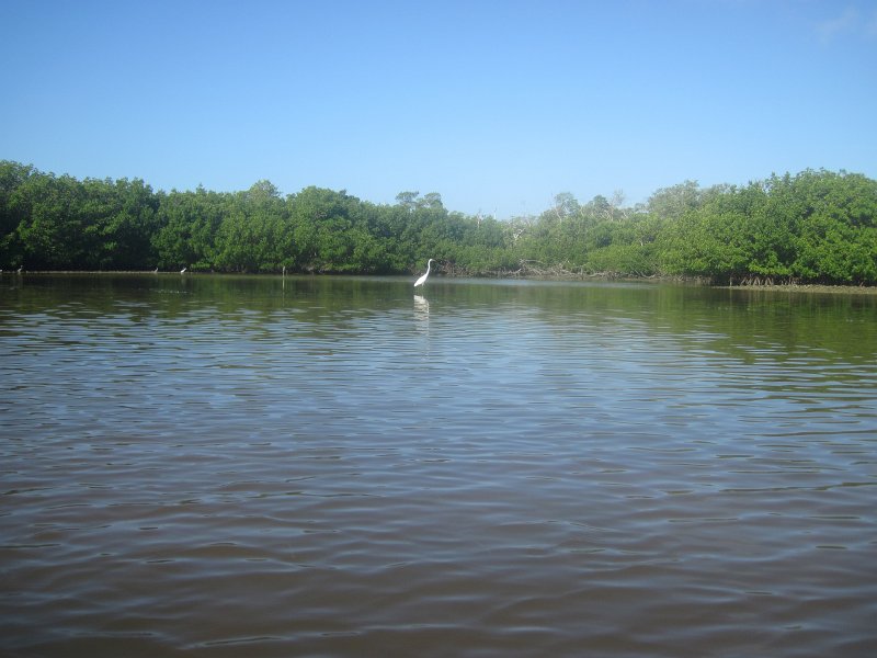 Captiva101812-4678.jpg - Kayak from McCarthy Marina, Captiva,  around Buck Key in Pine Island Sound