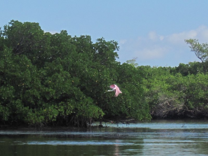 Captiva101812-4699.jpg - Kayak from McCarthy Marina, Captiva,  around Buck Key in Pine Island Sound