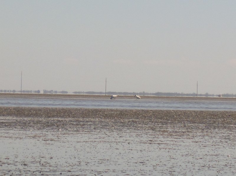 Captiva101812-4717.jpg - Kayak from McCarthy Marina, Captiva,  around Buck Key in Pine Island Sound, 3rd trip