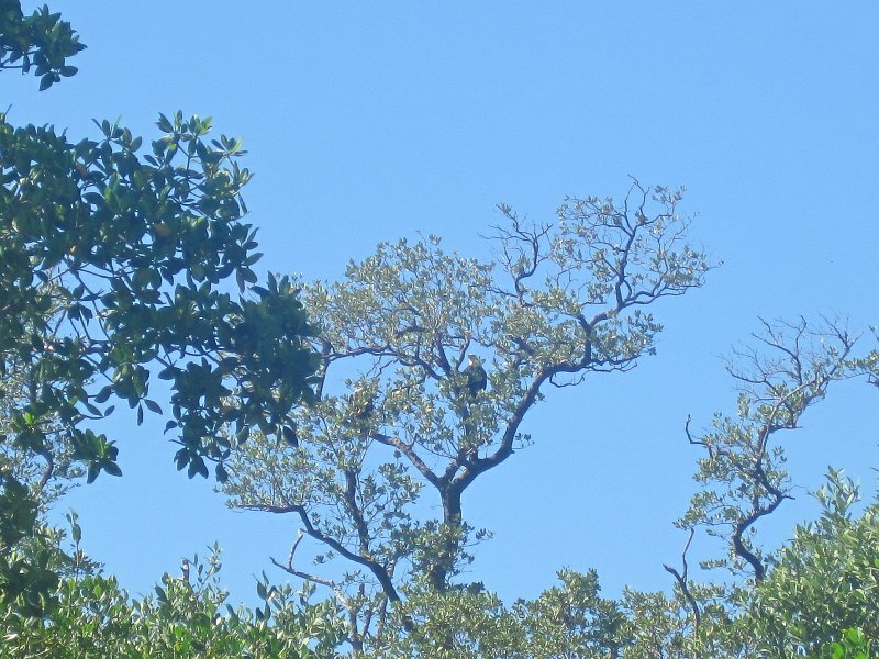Captiva101812-4721.jpg - Kayak from McCarthy Marina, Captiva,  around Buck Key in Pine Island Sound, 3rd trip