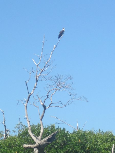 Captiva101812-4736.jpg - Kayak from McCarthy Marina, Captiva,  around Buck Key in Pine Island Sound, 3rd trip