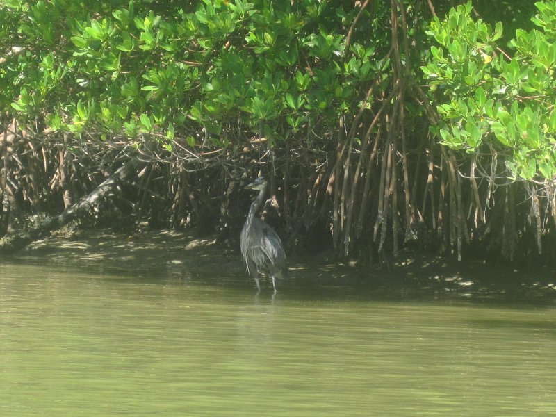 Captiva101812-4737.jpg - Kayak from McCarthy Marina, Captiva,  around Buck Key in Pine Island Sound, 3rd trip