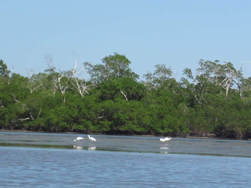 Captiva101812-4743.jpg - Kayak from McCarthy Marina, Captiva,  around Buck Key in Pine Island Sound, 3rd trip