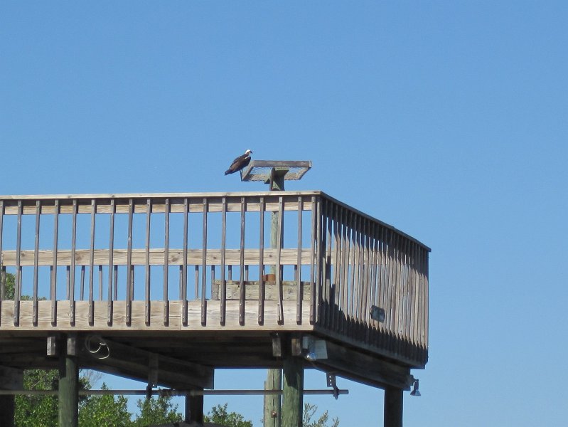 Captiva101812-4744.jpg - Kayak from McCarthy Marina, Captiva,  around Buck Key in Pine Island Sound, 3rd trip