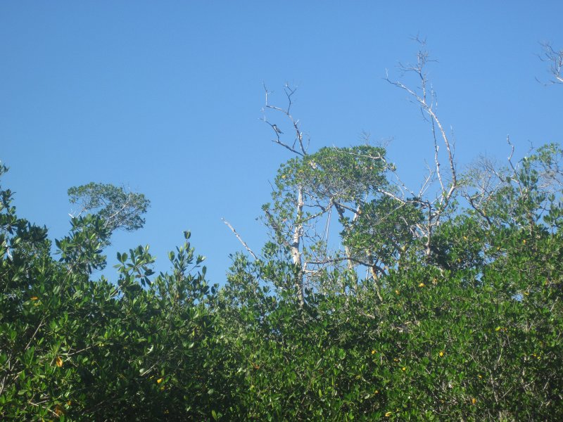 Captiva101812-4756.jpg - Kingfisher, Ding Darling